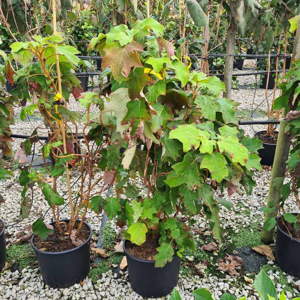 Hydrangea quercifolia 30-40 cm